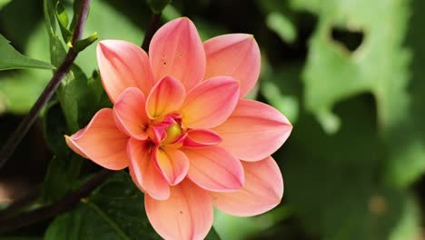 close-up of a blooming dahlia flower