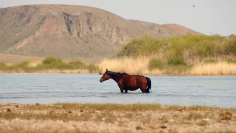 Cinematic-beauty-of-free-roaming-horse-walking,-running,-and-drinking-by-the-river,-with-playful-baby-calves