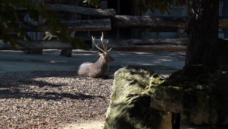 deer with big antlers basking in sunlight - telephoto view