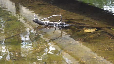 Einige-Wasserinsekten-Bewegen-Sich-Schnell-Auf-Der-Wasseroberfläche