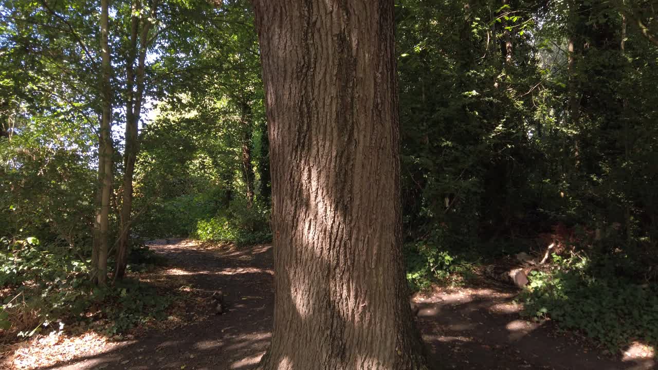 Cinematic tilt-up shot starting from a forest floor covered in dry autumn leaves, moving up along the textured bark of a tall tree, ending in a bright green canopy against a sunny woodland backdrop