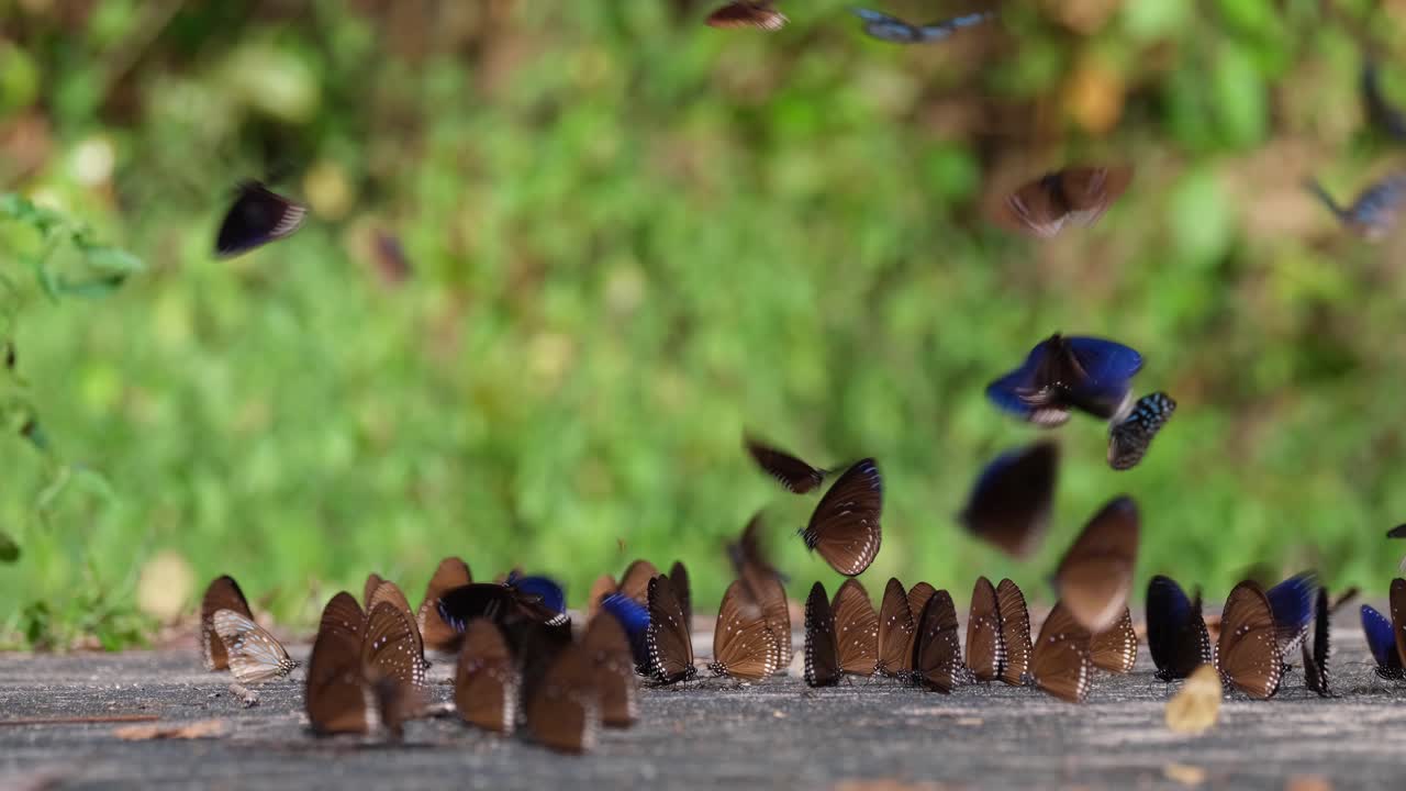 Farfalla Blue King Crow, Euploea camaralzeman, Thailandia