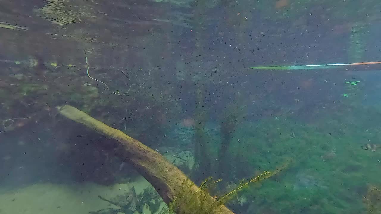 escena submarina serena con plantas y agua clara