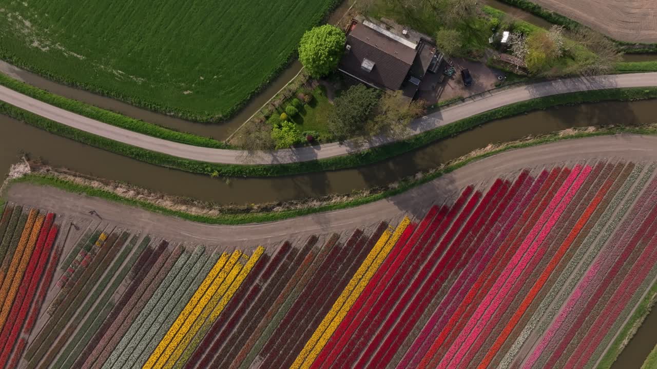 Vista aerea dei campi fioriti dell'Olanda che esplodono di colori primaverili