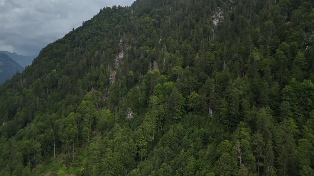 bosque de pinos de hoja perenne que crece en las laderas de las montañas suizas