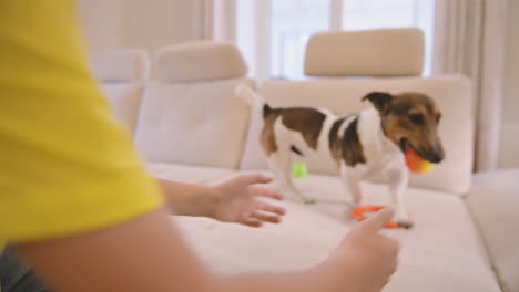 blond boy with curly hair plays with his dog with the ball on the couch in the living room at home