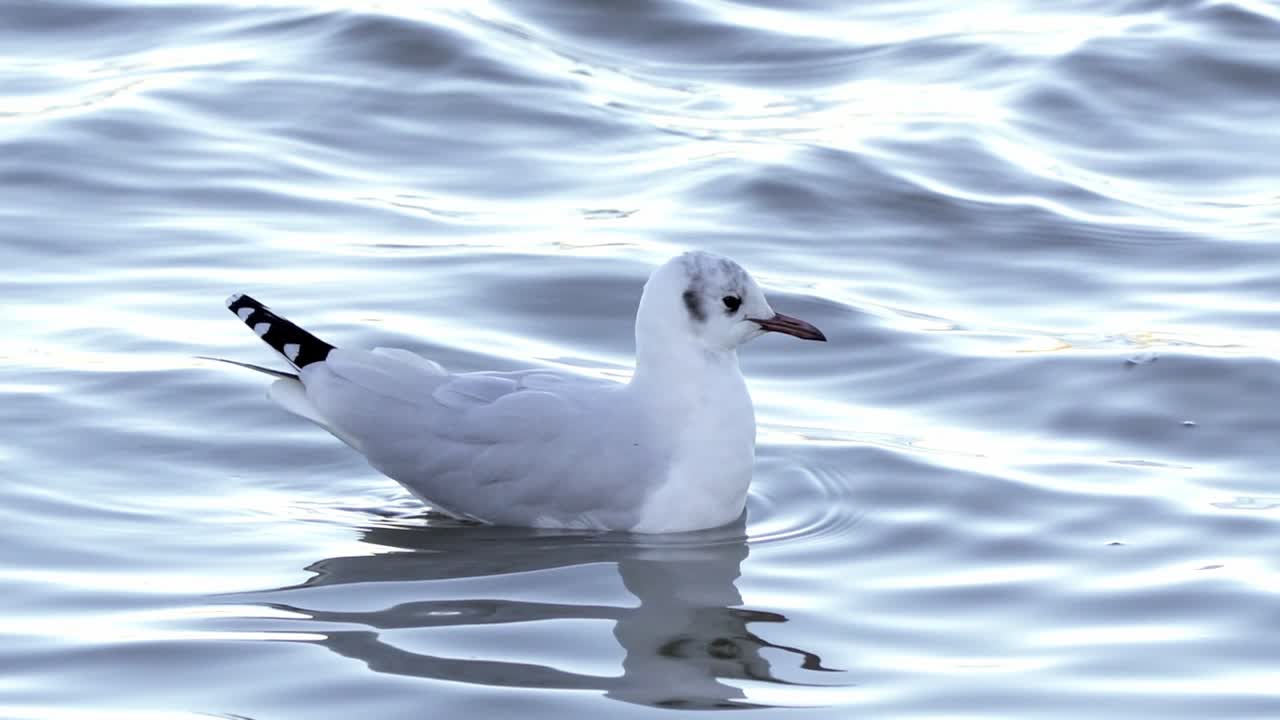 Lone grey-headed gull swims in wavy water, close view