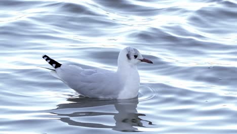lone grey-headed gull swims in wavy water, close view