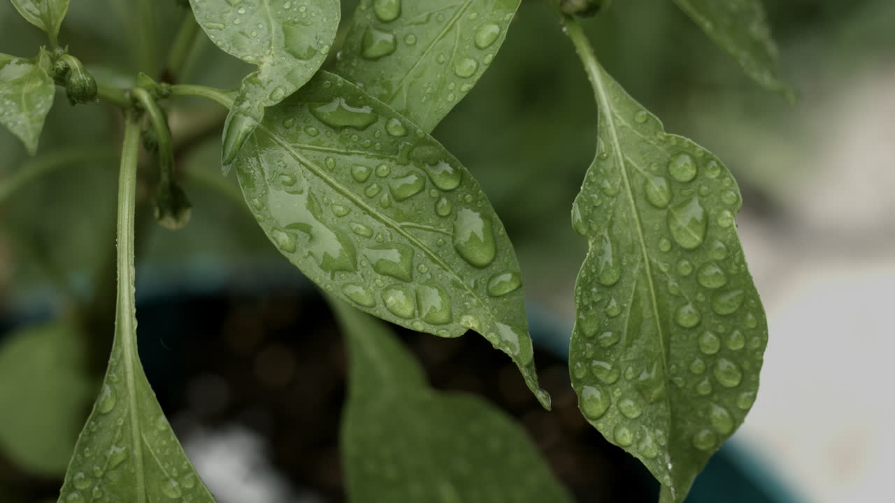 imágenes de gotas de lluvia en una hoja verde durante una rara tormenta en el sur de california