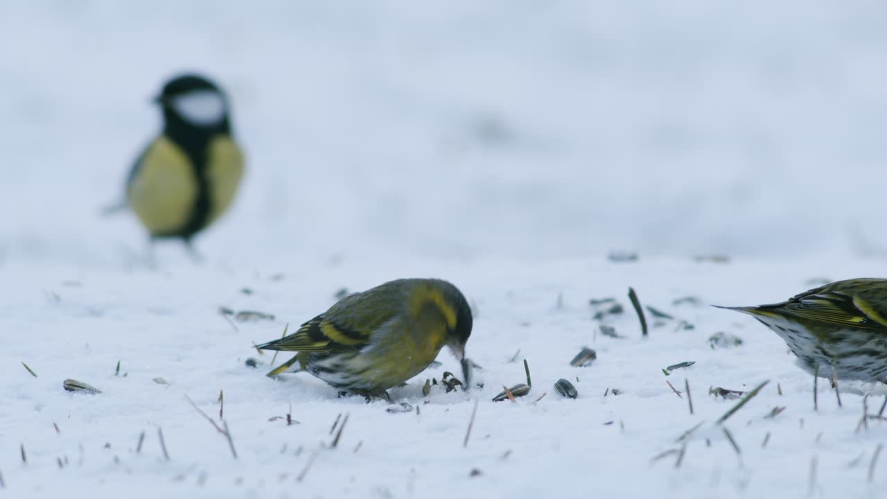 해바라기 씨를 먹는 겨울 새 모이통의 유라시아 검은콩