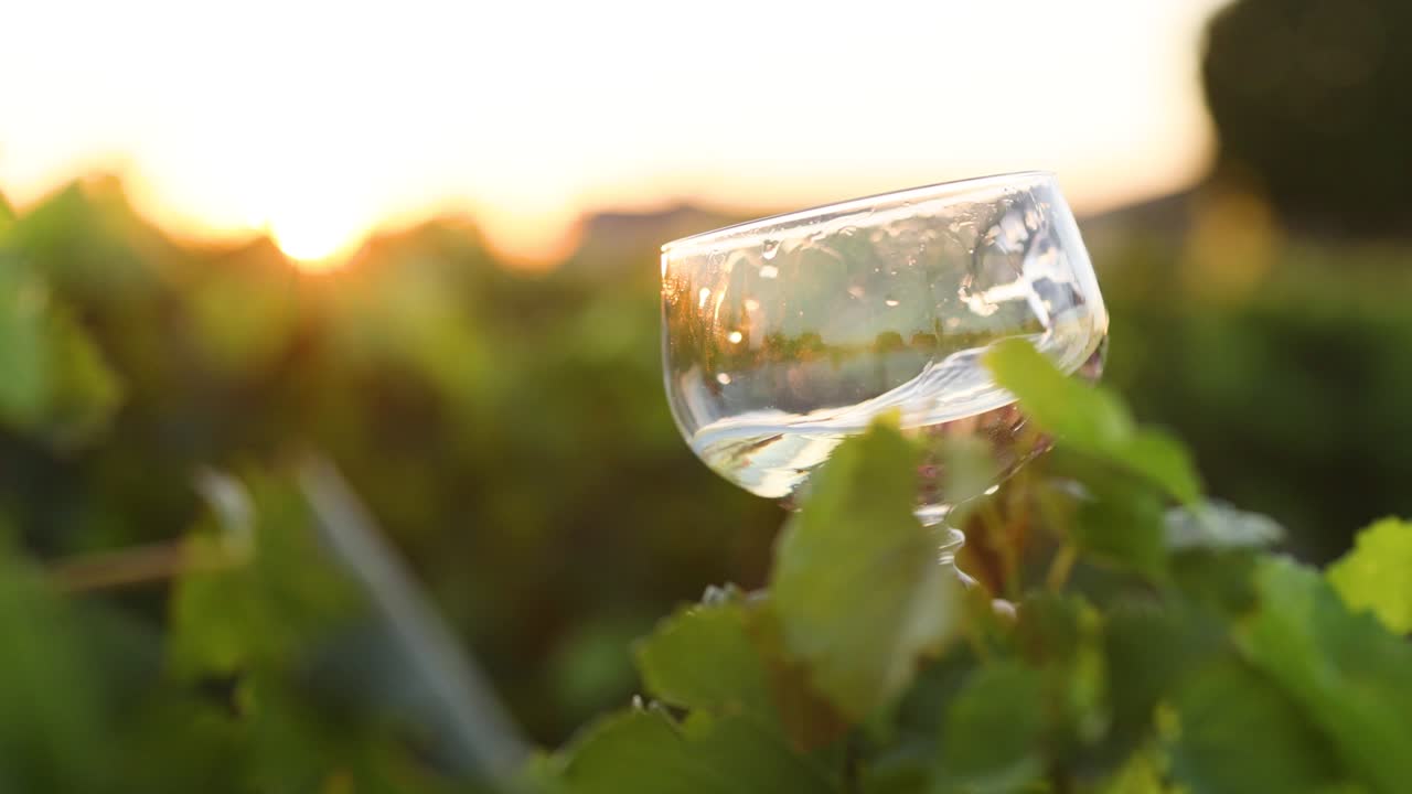 las salpicaduras de vino entre las hojas del viñedo al atardecer