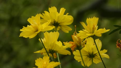 hermosas flores amarillas hojas de oro