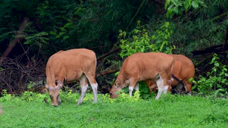 Banteng-Oder-Tembadau-Ist-Ein-Wildrind,-Das-In-Südostasien-Vorkommt-Und-In-Einigen-Ländern-Ausgestorben-Ist