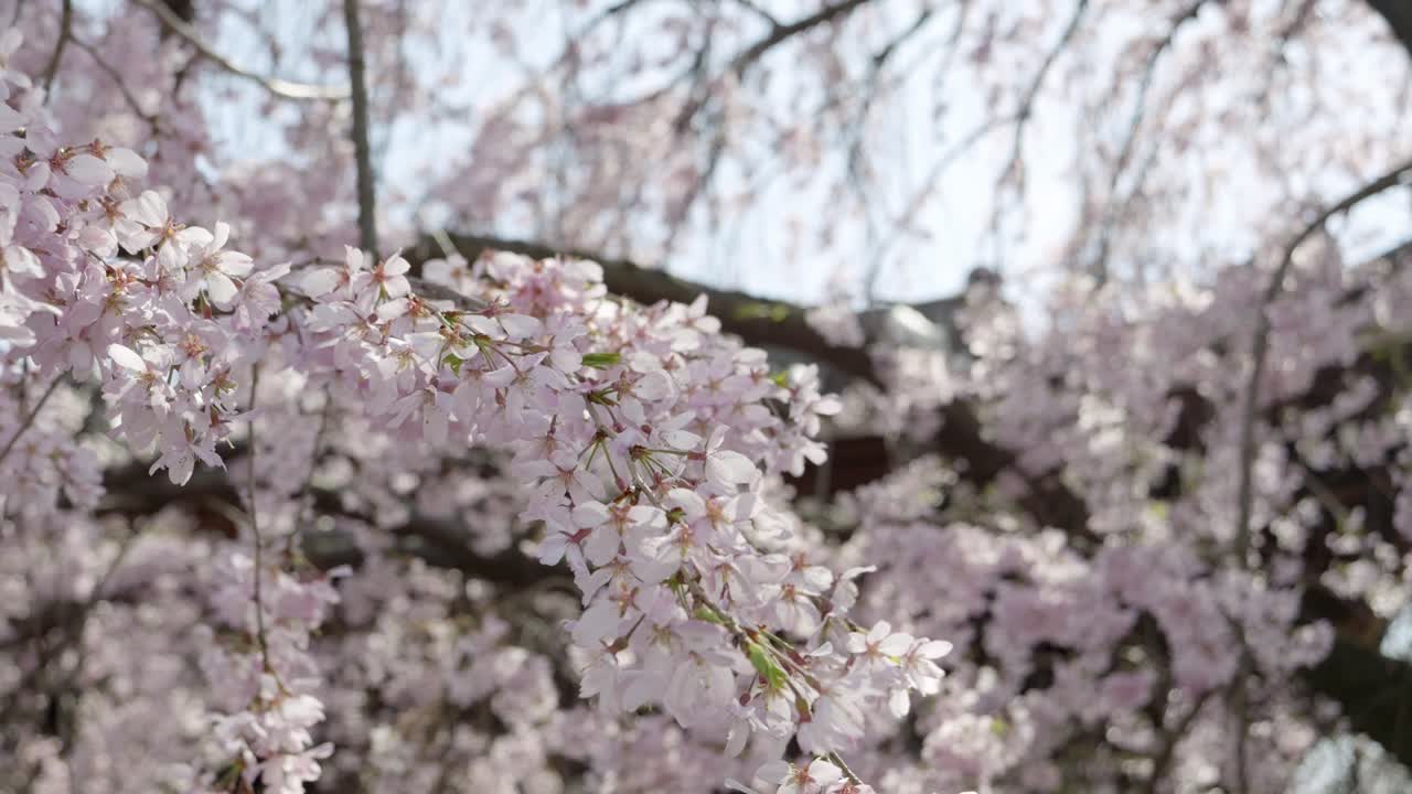 Primo piano di un ramoscello di ciliegio Sakura piangente in piena fioritura