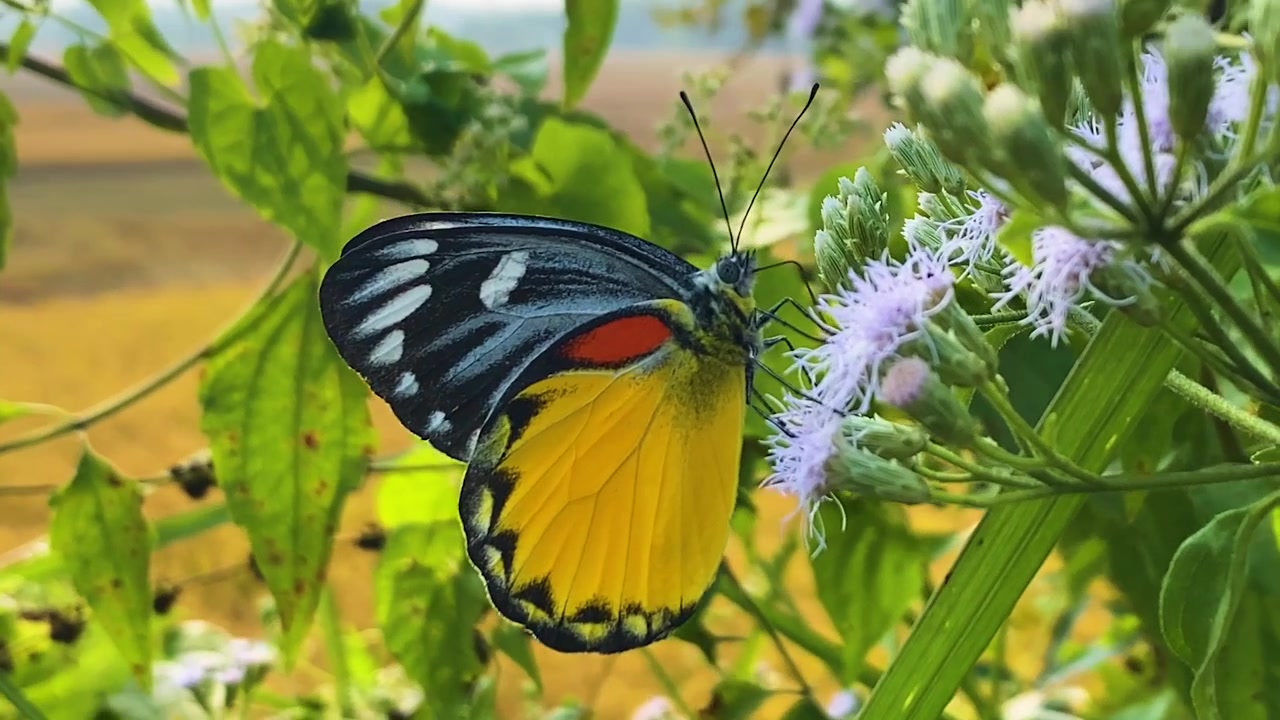 Farfalla Jezebel a macchie rosse che impollina mentre si nutre di nettare su un fiore di arbusto viola di Siam weed - ripresa rotante