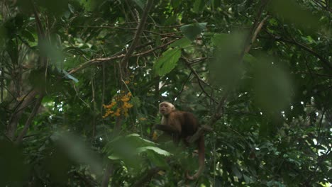 cute capuchin monkey eating while sitting on a branch of a tree in the forest of tayrona park, colombia