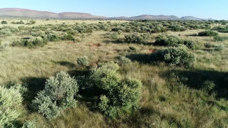 Vista-Aérea-De-La-Sabana-Africana-Con-árboles-Dispersos-Y-Pastos-En-La-Arena-Roja-De-Kalahari,-África-Del-Sur-2