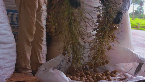 wear house workers shaking, clearing coyol palm branches, harvesting fruit in a bag