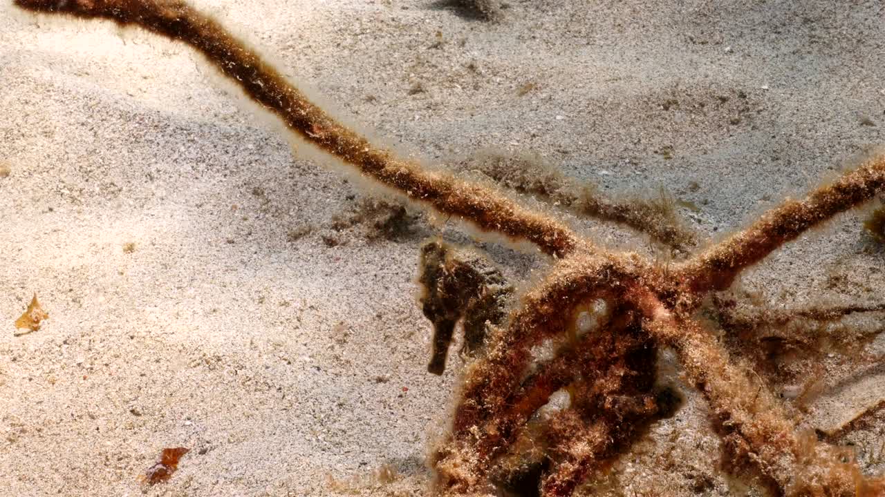 caballo de mar en aguas poco profundas del arrecife de coral en el mar caribe alrededor de curaçao