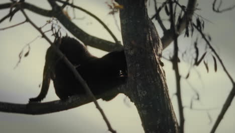 black cat scratching a tree in animal shelter