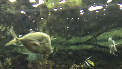 colorful fish swim in the aquarium with coral and leaves in the background