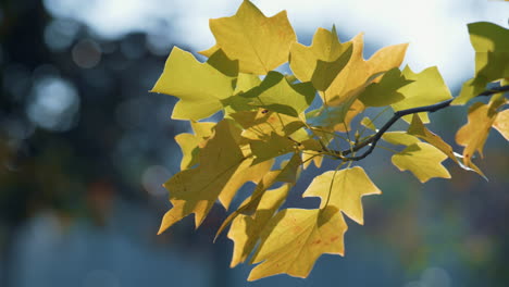 lush branch maple tree autumn day close up. colorful leaves on nature background