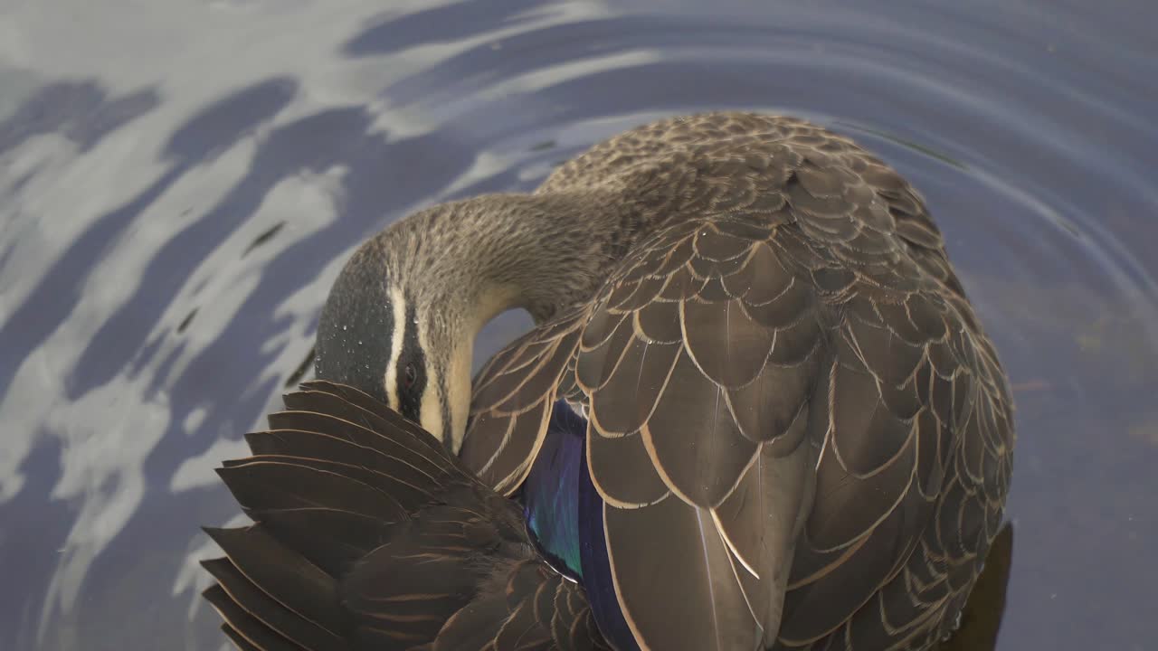 тихоокеанская черная утка, красуется в мелком утином пруду, летний день