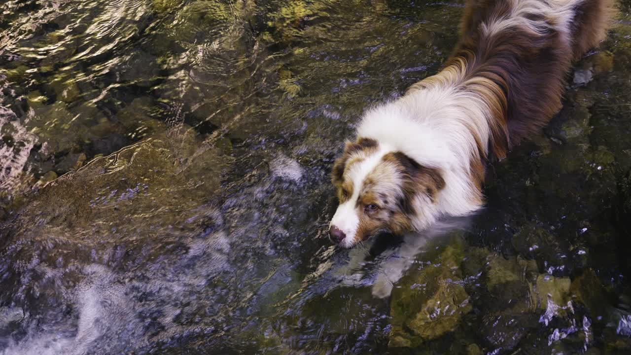 pastor australiano de pie en un arroyo de montaña durante un día caluroso en busca de refrigerio