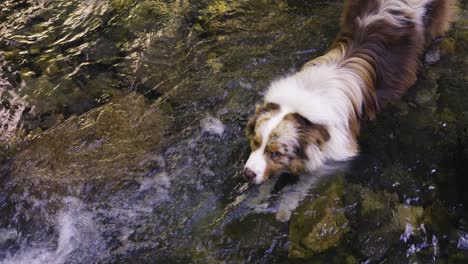 Australian-Shepherd-standing-in-a-mountain-stream-during-a-hot-day-looking-for-refreshment