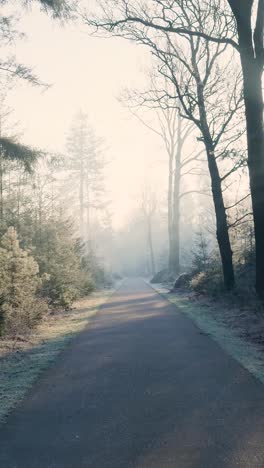 misty winter forest path