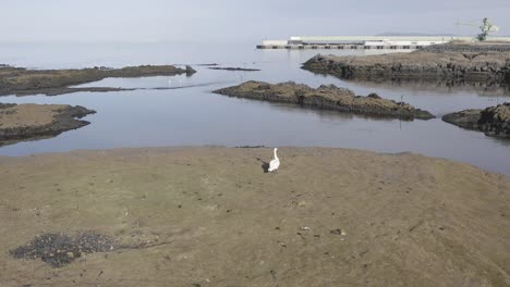 Large-white-swan-walking-elegantly-towards-water-on-small-grass-island,-aerial