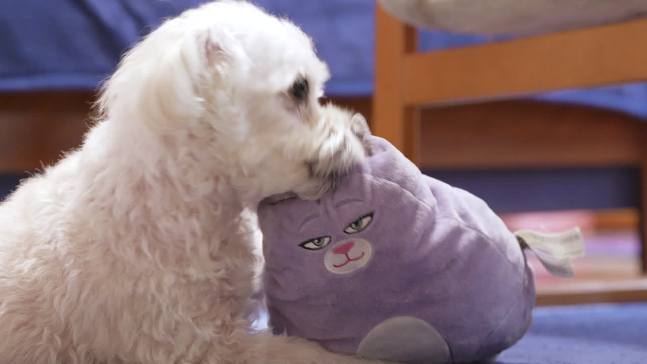White bichon havanese dog bites his plush toy.