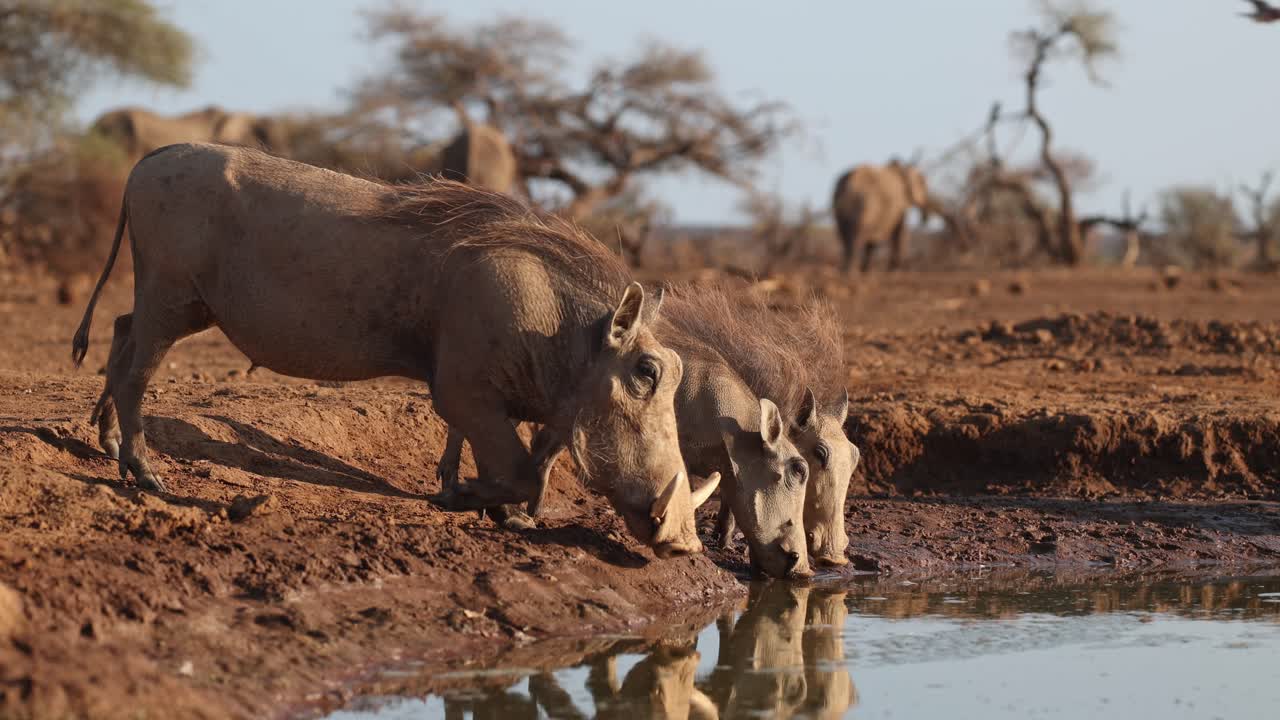 A group of warthogs arriving at a muddy waterhole for a drink with beautiful reflection and elephants feeding in the background , Mashatu Game Reserve