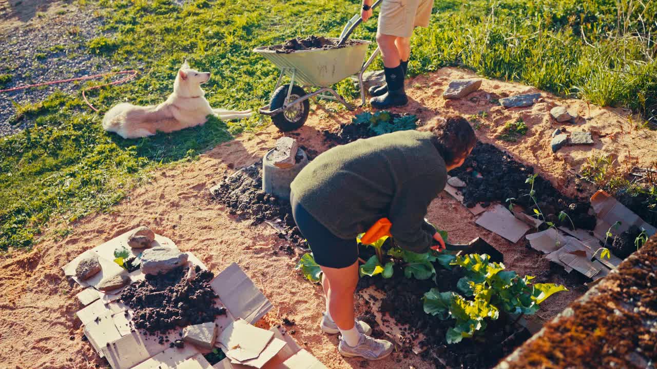 Couple Is Working With A Shovel On The Ground, Planting Organic Vegetables. High Angle Shot