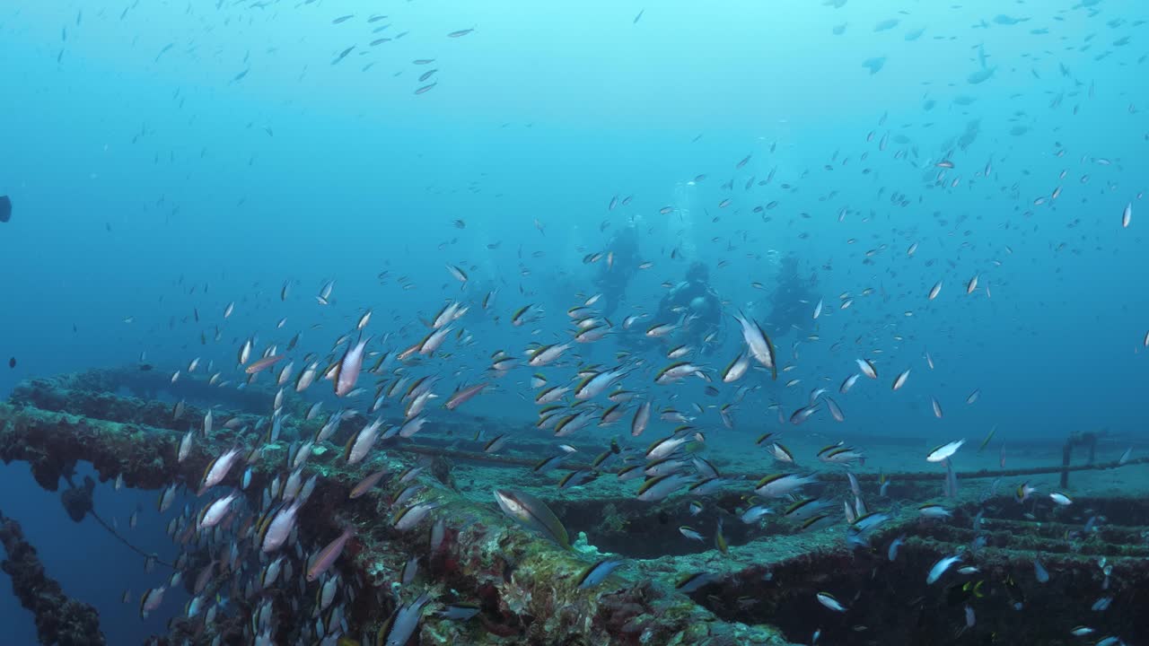 Underwater view of scuba divers exploring a colourful artificial reef of a sunken shipwreck teeming with schools of fish and tropical blue water