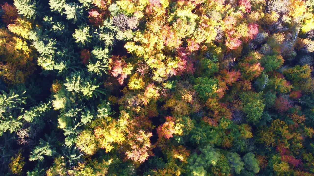 vista aérea cayendo girando sobre el bosque otoñal amarillo, rojo y verde en suiza con hermosos árboles y abetos caducos de colores