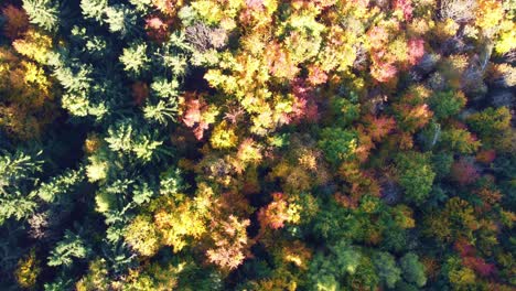 Vista-Aérea-Cayendo-Girando-Sobre-El-Bosque-Otoñal-Amarillo,-Rojo-Y-Verde-En-Suiza-Con-Hermosos-árboles-Y-Abetos-Caducos-De-Colores