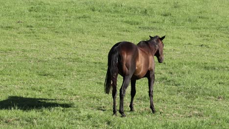 horses moving, resting, and interacting outdoors