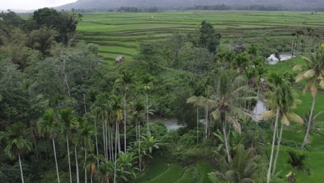 green palm tree forrest next to lush green rice paddies at sumba island, aerial