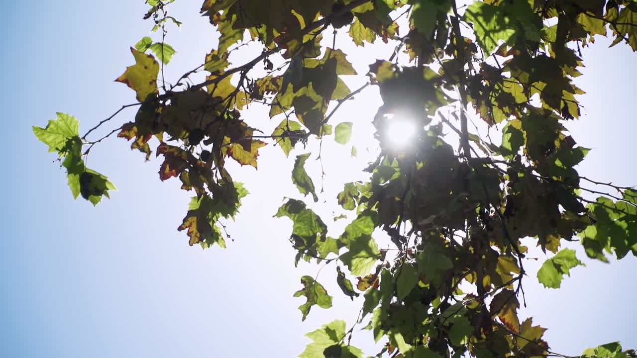 햇빛이 빛나고 푸른 하늘 아래 나무의 녹색과 노란색 잎 사이에 태양 광선으로 렌즈 플레어를 생성합니다.