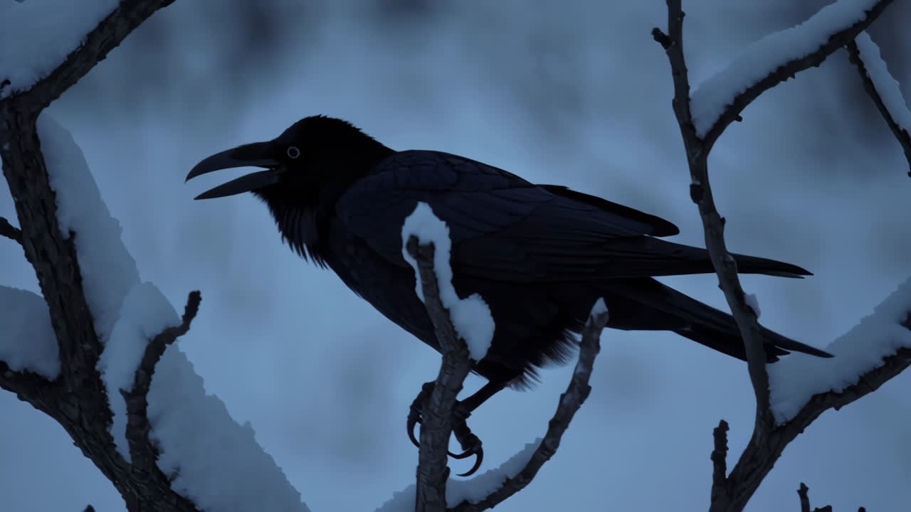 A Crow on Snow-Covered Branches in Winter