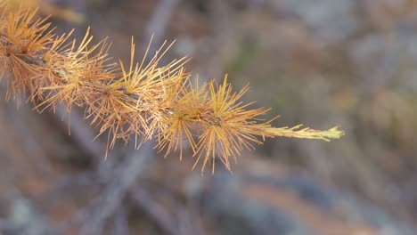 close-up of larch needles in autumn