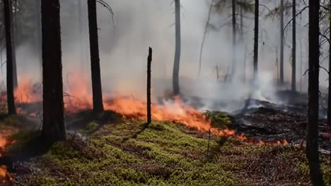 a fiery destruction: wildfire sweeping through forested area, consuming vegetation and creating dense smoke, illustrating the power of nature's forces