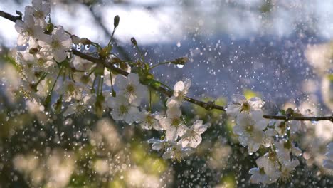 cherry blossom period. drops of spring rain fall on a cherry blossom. shot on super slow motion camera 1000 fps.