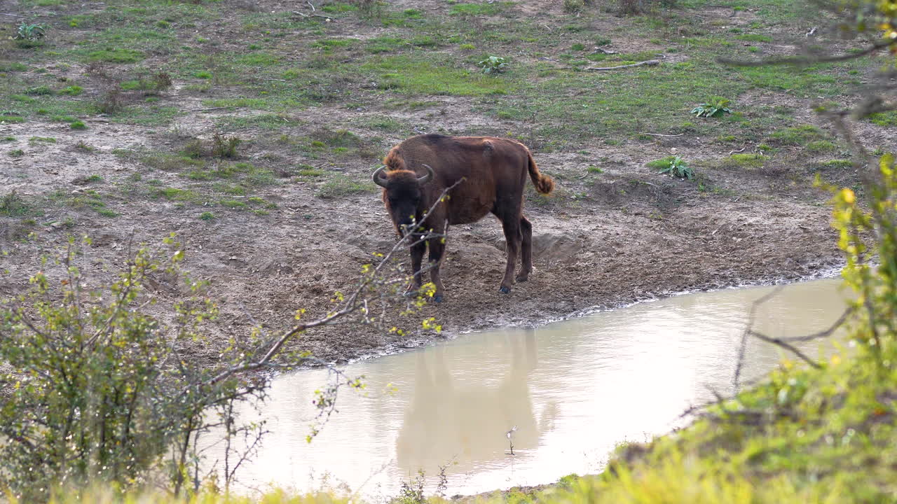 Bisonte europeo vicino a un ruscello fangoso, mentre si gratta, seguito dal branco, Cechia.