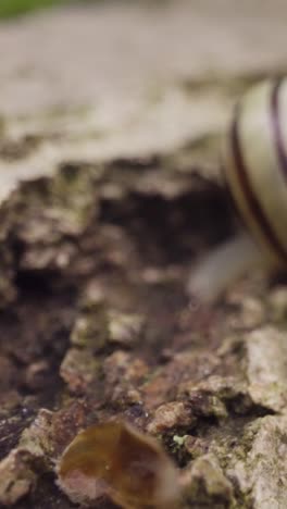 Vertical-Video-Close-Up-Snail-Striped-Shell-Bark-Tree-UK-Woodland-Countryside