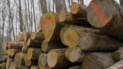 close up of freshly cut tree trunks in huge woodpile on timber yard