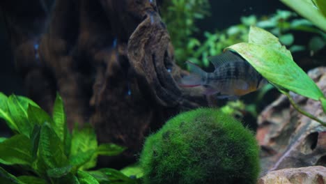 fish slowly floating around the bottom of an aquarium