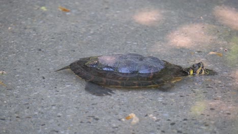 a small turtle on the seashore in the water. concept of turtles