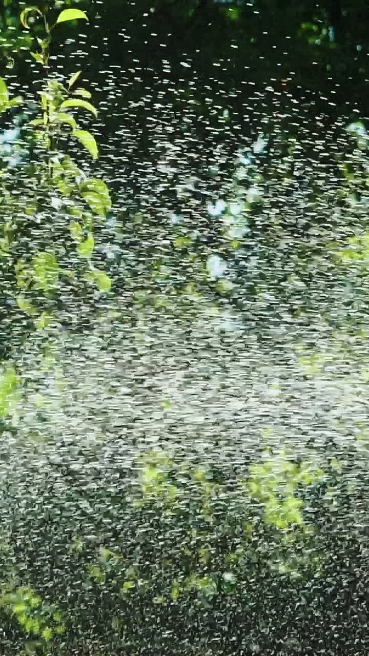 Spraying water over garden. Close up view of green plants watering in garden. Vertical video